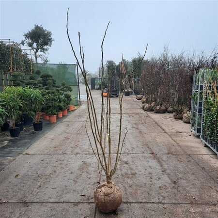 Albizia julibrissin 175-200 cm draadkluit meerstammig - afbeelding 1