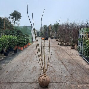 Albizia julibrissin 175-200 cm draadkluit meerstammig