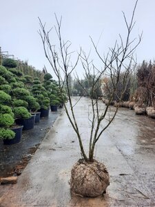 Albizia julibrissin 175-200 cm draadkluit meerstammig - afbeelding 2