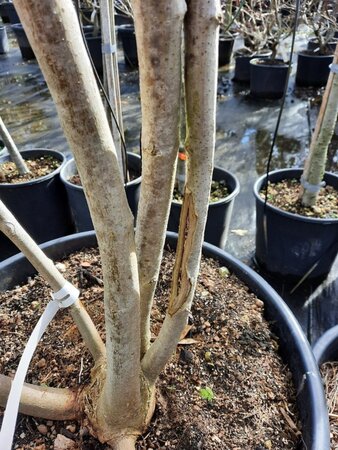 Albizia julibrissin 200-250 cm container meerstammig - afbeelding 17