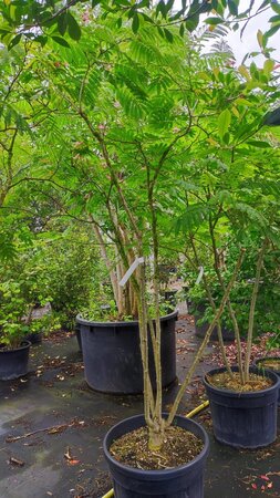 Albizia julibrissin 200-250 cm container meerstammig - afbeelding 5