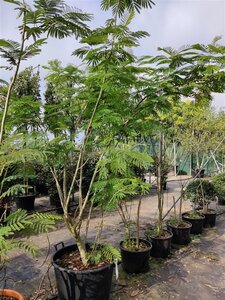 Albizia julibrissin 200-250 cm container meerstammig - afbeelding 15