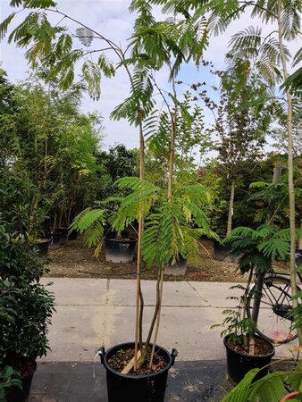 Albizia julibrissin 200-250 cm container meerstammig - afbeelding 14