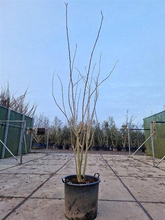 Albizia julibrissin 200-250 cm container meerstammig - afbeelding 1