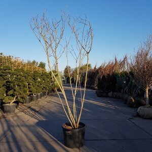 Albizia julibrissin 200-250 cm container meerstammig - afbeelding 13