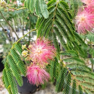 Albizia julibrissin 200-250 cm container meerstammig - afbeelding 4