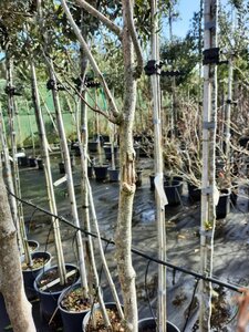 Albizia julibrissin 200-250 cm container meerstammig - afbeelding 12