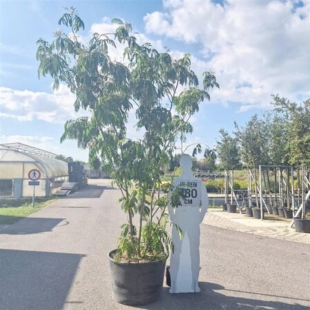Albizia julibrissin 200-250 cm container meerstammig - afbeelding 3