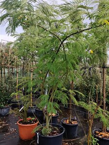 Albizia julibrissin 200-250 cm container meerstammig - afbeelding 10