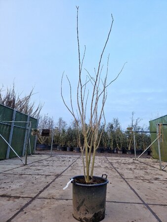 Albizia julibrissin 200-250 cm container multi-stem - image 16