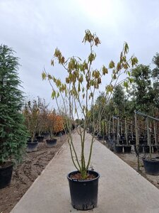 Albizia julibrissin 200-250 cm container multi-stem - image 2