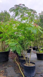 Albizia julibrissin 200-250 cm container multi-stem - image 4