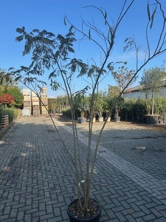 Albizia julibrissin 200-250 cm container multi-stem - image 3