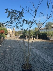 Albizia julibrissin 200-250 cm container multi-stem - image 3