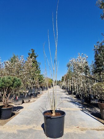 Albizia julibrissin 200-250 cm container multi-stem - image 11