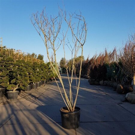 Albizia julibrissin 200-250 cm container multi-stem - image 18