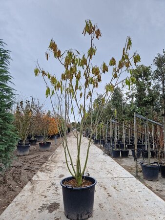 Albizia julibrissin 200-250 cm container multi-stem - image 19