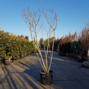 Albizia julibrissin 200-250 cm container multi-stem - image 9