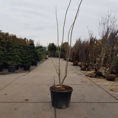 Albizia julibrissin 200-250 cm container multi-stem - image 7