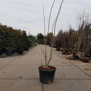 Albizia julibrissin 200-250 cm container multi-stem - image 7