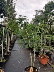 Albizia julibrissin 200-250 cm container multi-stem - image 6