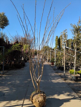 Albizia julibrissin 200-250 cm draadkluit meerstammig - afbeelding 2