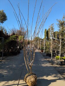 Albizia julibrissin 200-250 cm draadkluit meerstammig - afbeelding 2