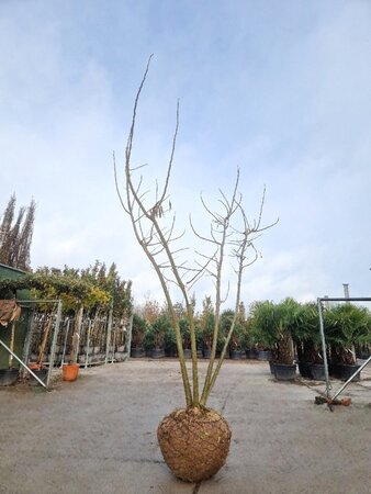 Albizia julibrissin 200-250 cm draadkluit meerstammig - afbeelding 2