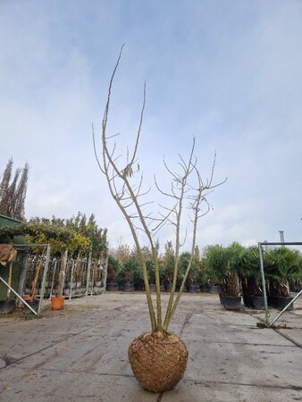 Albizia julibrissin 200-250 cm draadkluit meerstammig - afbeelding 3