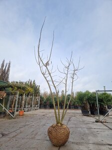 Albizia julibrissin 200-250 cm draadkluit meerstammig - afbeelding 3