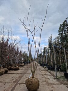 Albizia julibrissin 200-250 cm draadkluit meerstammig