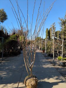 Albizia julibrissin 200-250 cm draadkluit meerstammig - afbeelding 3