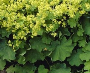 Alchemilla mollis 'Robustica' geen maat specificatie 0,55L/P9cm