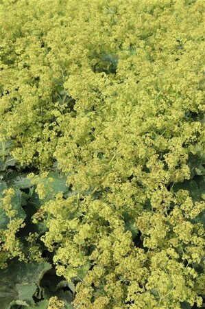 Alchemilla mollis 'Robustica' geen maat specificatie 0,55L/P9cm