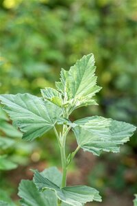Althaea officinalis geen maat specificatie 0,55L/P9cm