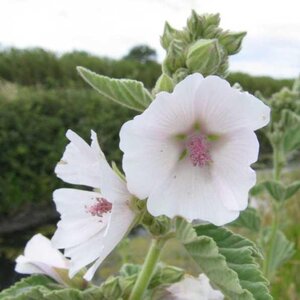 Althaea officinalis geen maat specificatie 0,55L/P9cm - afbeelding 3
