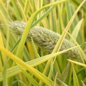 Alopecurus pra. 'Aureovariegatus' geen maat specificatie 0,55L/P9cm