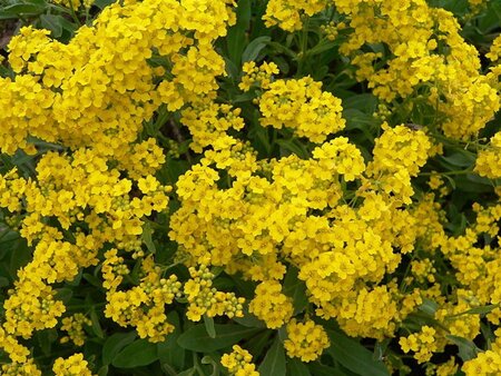 Alyssum saxatile 'Compactum Goldkugel' geen maat specificatie 0,55L/P9cm
