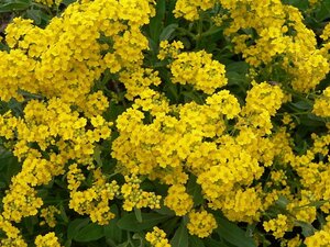 Alyssum saxatile 'Compactum Goldkugel' geen maat specificatie 0,55L/P9cm