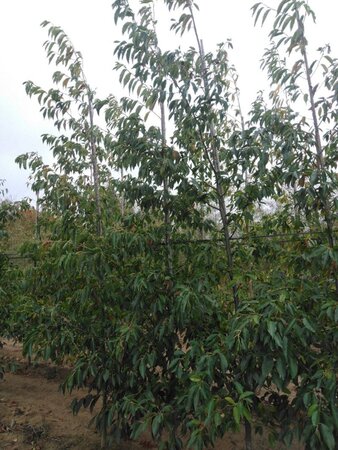 Alnus spaethii 10-12 cm wortelgoed geveerd - afbeelding 4