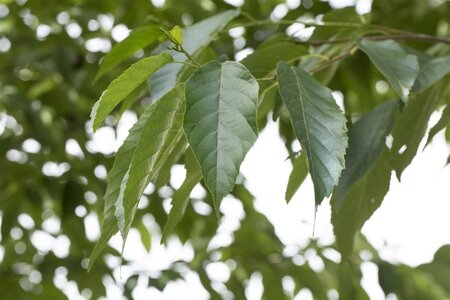 Alnus spaethii 12-14 Hoogstam draadkluit 2 X verplant - afbeelding 1