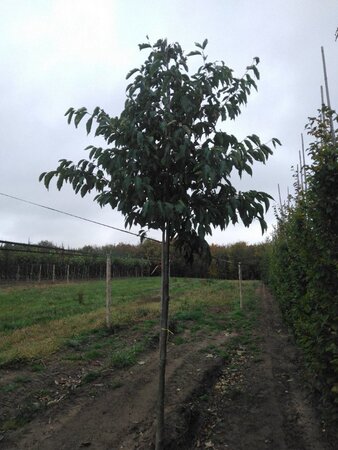 Alnus spaethii 16-18 Hoogstam draadkluit 3 X verplant - afbeelding 4