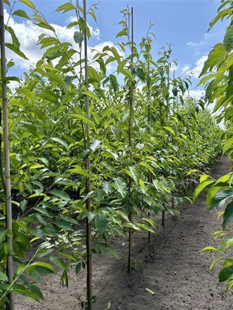 Alnus spaethii 6-8 cm wortelgoed geveerd - afbeelding 4