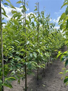 Alnus spaethii 6-8 cm wortelgoed geveerd - afbeelding 4