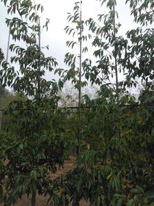 Alnus spaethii 6-8 cm wortelgoed geveerd - afbeelding 5