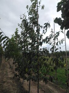 Alnus spaethii 8-10 cm wortelgoed geveerd - afbeelding 4