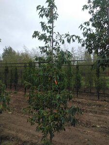 Alnus spaethii 8-10 cm wortelgoed geveerd - afbeelding 5