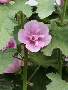 Alcalthaea suffr. 'Parkrondel' geen maat specificatie 0,55L/P9cm