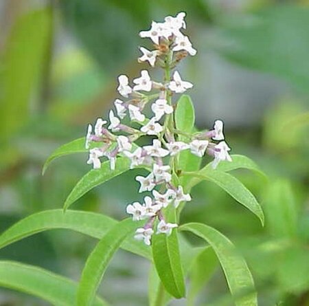 Aloysia triphylla = Lippa citriodora  geen maat specificatie 0,55L/P9cm