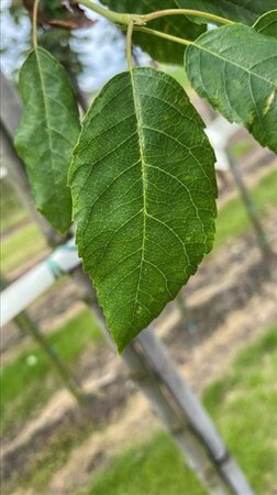 Amelanchier arborea 'Robin Hill' 12-14 Hoogstam draadkluit 2 X verplant - afbeelding 6